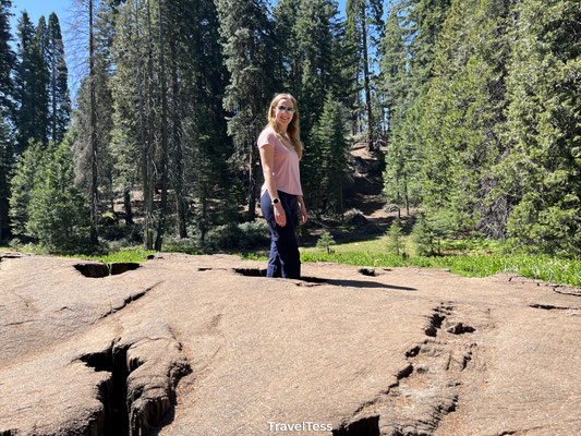 The Big Stump