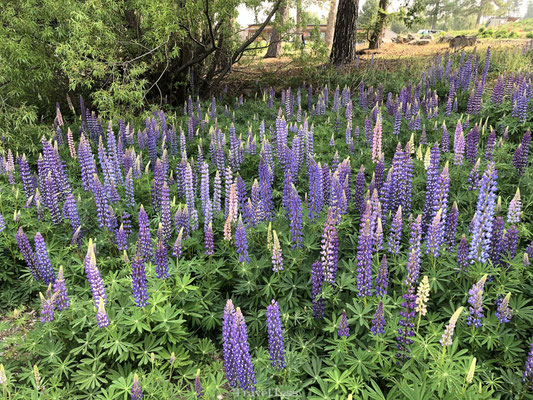 Lupine Lake Tekapo