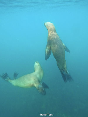 Snorkelen met zeeleeuwen bij Punta Loma