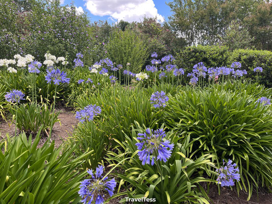 Commenwealth Garden