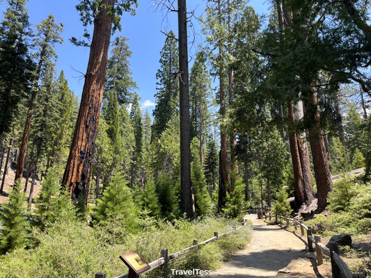 Wandelroute in Mariposa Grove