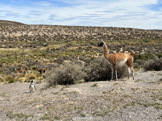 Guanaco