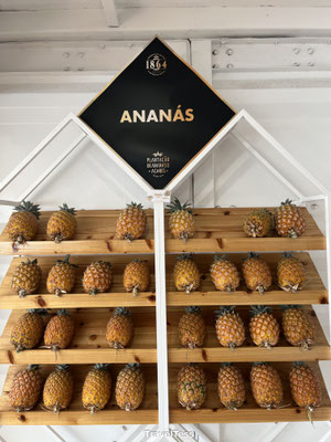 Ananasplantage