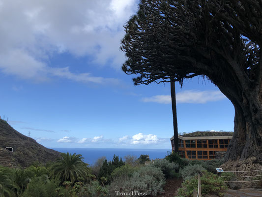 Drakenboom Tenerife