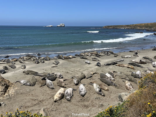 Elephant Seal Vista Point