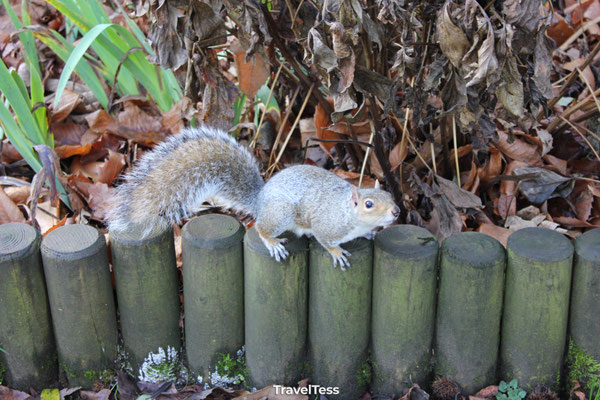 Eekhoorn in Greenwich Park