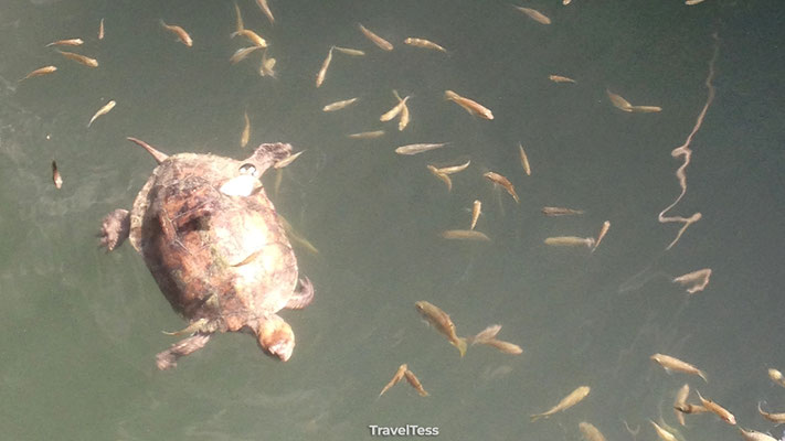 Kleine schildpad 