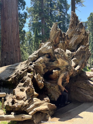 Omgevallen sequoia