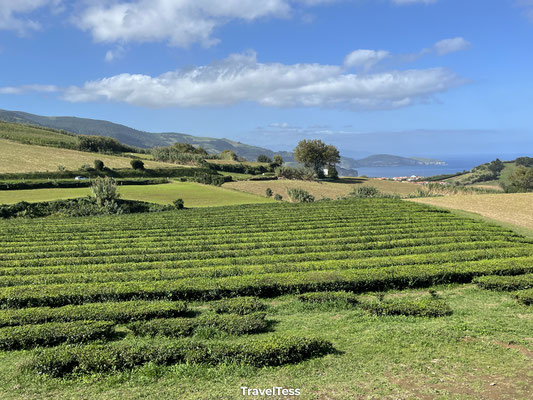 Gorreana Tea Plantation