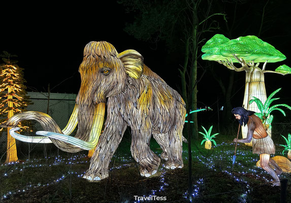 Light Safari