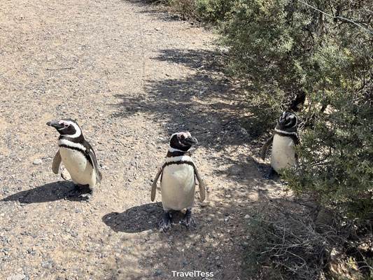 Pinguïns bij Punta Tombo