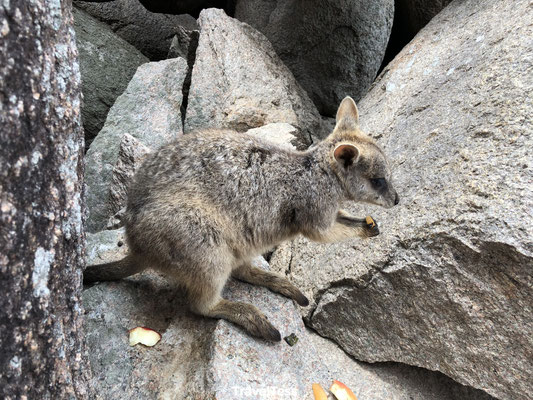 Wallaby Magnetic Island