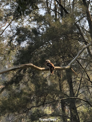 Wilde vogel in Blue Mountains National Park