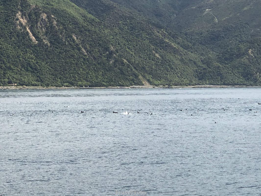 Massa's dolfijnen in Kaikoura