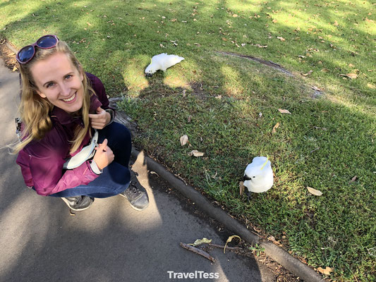 Kaketoe in Sydney
