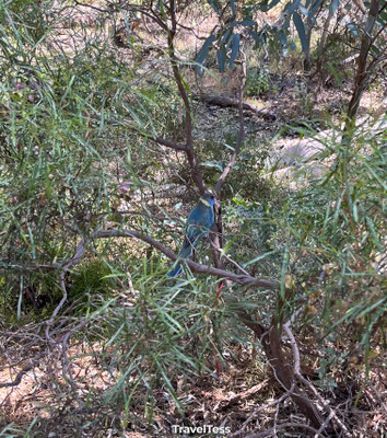 Mooie blauwe vogel in Flinders Ranges National Park