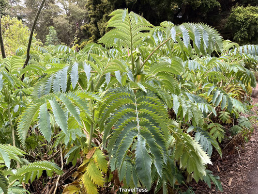 Botanische tuin in Golden Gate Park