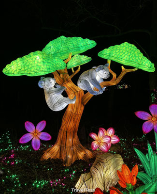 Koala in Light Safari
