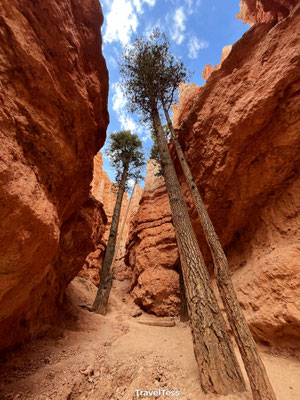 Navajo Loop Trail