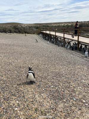 Pinguïns bij Punta Tombo