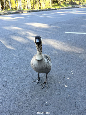 Hawaïaanse gans ''Néne''