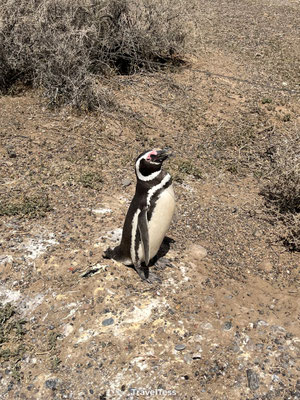 Pinguïn bij Punta Tombo