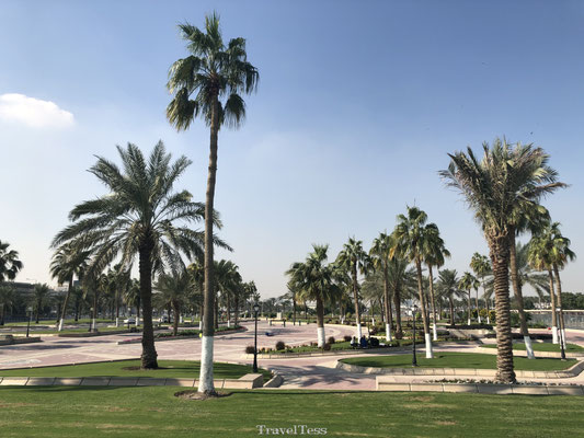 Palmbomen in Qatar