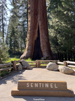 Sequoia National Park