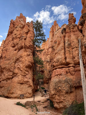 Omgevallen boom op Navajo Loop Trail