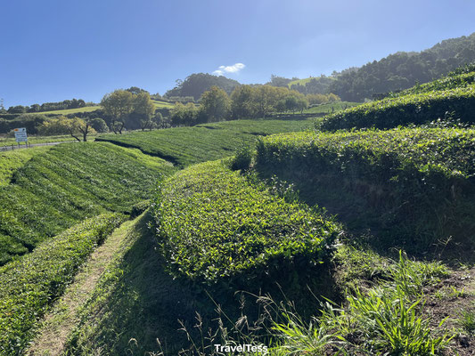 Gorreana Tea Plantation