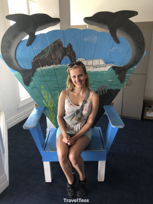 Dolfijnen tour Paihia
