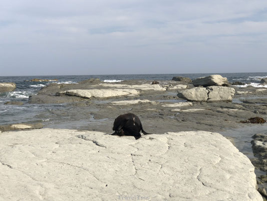 Seal colony Kaikoura