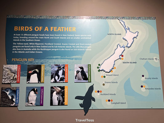 Leefgebied pinguïns in Nieuw-Zeeland