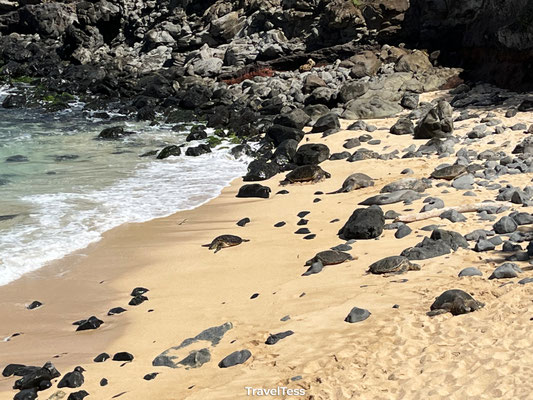 Ho'okipa Beach Park schildpadden