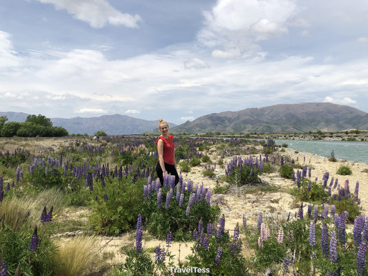 Lupinen Clay Cliffs