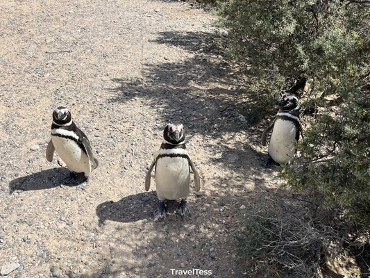 Pinguïns bij Punta Tombo