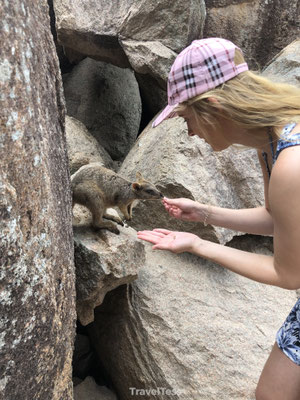 Wallaby's voeren Magnetic Island