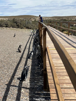 Pinguïns bij Punta Tombo