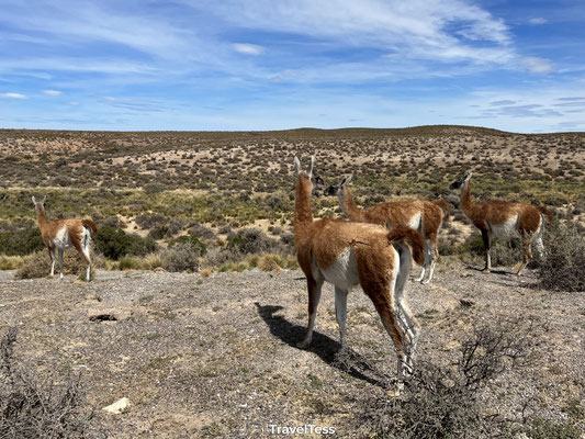 Guanaco