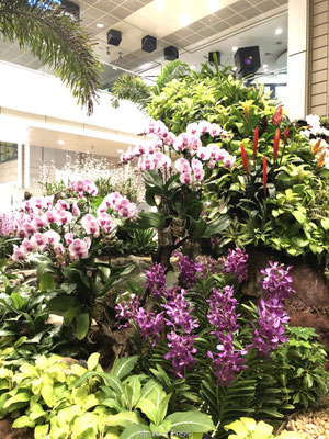 Bloemen Singapore vliegveld