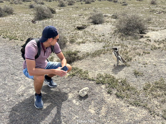 Pinguïns bij Punta Tombo