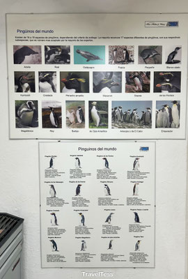 Pinguïnsoorten 