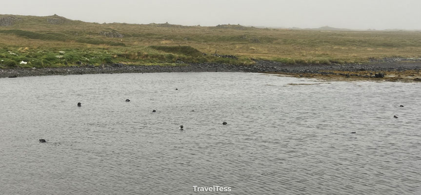 Zeehonden gespot