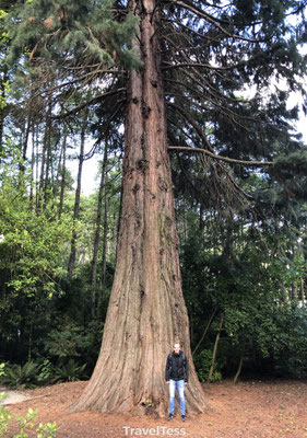 Grote boom Nieuw-Zeeland