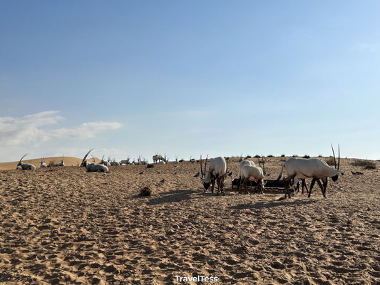 Desert safari vanuit Dubai