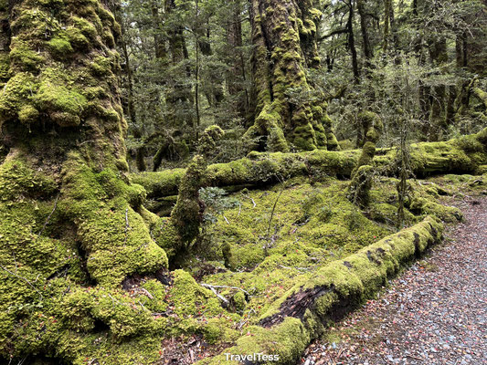 Bos in Fiordland National Park