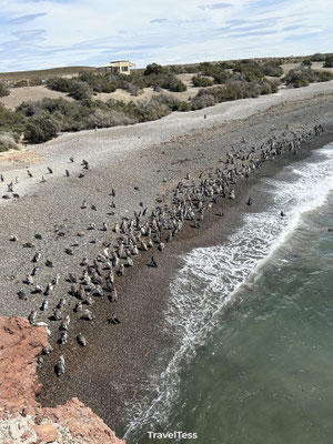 Pinguïns bij Punta Tombo
