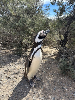 Pinguïns bij Punta Tombo