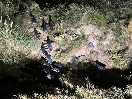 Pinguins in Nieuw-Zeeland