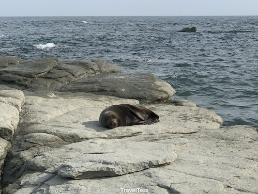 Seal Colony Kaikoura